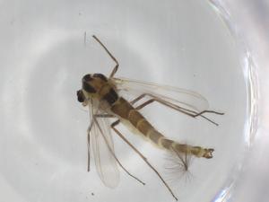  ( - BIOUG95963-G11)  @11 [ ] CreativeCommons - Attribution (2023) Centre for Biodiversity Genomics Centre for Biodiversity Genomics