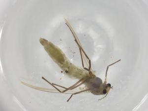  ( - BIOUG95967-D11)  @11 [ ] CreativeCommons - Attribution (2023) Centre for Biodiversity Genomics Centre for Biodiversity Genomics