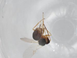  ( - BIOUG98401-H02)  @11 [ ] CreativeCommons - Attribution (2023) Centre for Biodiversity Genomics Centre for Biodiversity Genomics