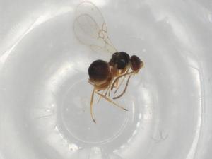  ( - BIOUG98412-H06)  @11 [ ] CreativeCommons - Attribution (2023) Centre for Biodiversity Genomics Centre for Biodiversity Genomics