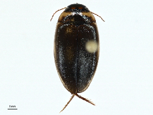  ( - BIOUG99517-H01)  @11 [ ] CreativeCommons - Attribution (2023) CBG Photography Group Centre for Biodiversity Genomics