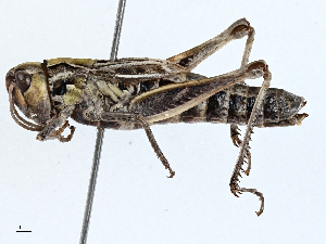  ( - BIOUG99520-A04)  @11 [ ] CreativeCommons - Attribution (2023) CBG Photography Group Centre for Biodiversity Genomics