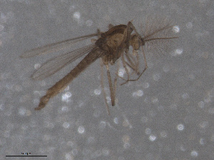  ( - Kuna-CH142)  @11 [ ] CreativeCommons - Attribution (2017) Torbjorn Ekrem Centre for Biodiversity Genomics
