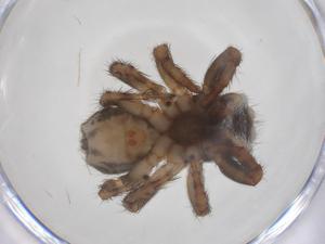  (Anasaitis adorabilis - CBG-A58179-F07)  @11 [ ] CreativeCommons - Attribution Share - Alike (2025) Centre for Biodiversity Genomics Centre for Biodiversity Genomics