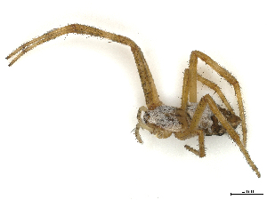  ( - CBG-A58677-H05)  @11 [ ] CreativeCommons - Attribution (2025) CBG Photography Group Centre for Biodiversity Genomics