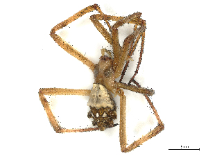  ( - CBG-B02342-G10)  @11 [ ] CreativeCommons - Attribution Share - Alike (2025) CBG Photography Group Centre for Biodiversity Genomics