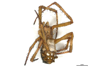  ( - CBG-B02342-G12)  @11 [ ] CreativeCommons - Attribution Share - Alike (2025) CBG Photography Group Centre for Biodiversity Genomics