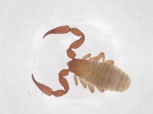  (Sternophoridae - CBG-B03774-G10)  @11 [ ] CreativeCommons - Attribution Share - Alike (2025) Centre for Biodiversity Genomics Centre for Biodiversity Genomics