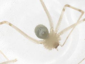  ( - CBG-B03774-H04)  @11 [ ] CreativeCommons - Attribution Share - Alike (2025) Centre for Biodiversity Genomics Centre for Biodiversity Genomics