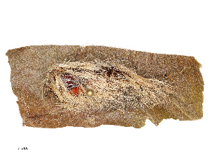  (Lymire albipennis - CBG-B13757-A01)  @11 [ ] CreativeCommons - Attribution Share - Alike (2025) CBG Photography Group Centre for Biodiversity Genomics