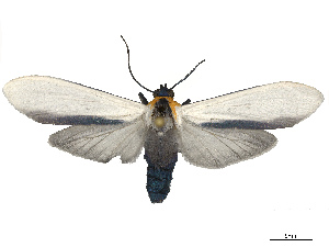  ( - CBG-B13757-A02)  @11 [ ] CreativeCommons - Attribution Share - Alike (2025) CBG Photography Group Centre for Biodiversity Genomics