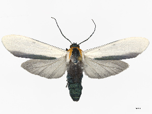  ( - CBG-B13757-A04)  @11 [ ] CreativeCommons - Attribution Share - Alike (2025) CBG Photography Group Centre for Biodiversity Genomics