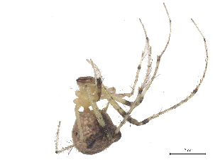  ( - CBG-B16163-G11)  @11 [ ] CreativeCommons - Attribution Share - Alike (2025) CBG Photography Group Centre for Biodiversity Genomics