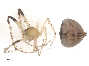  ( - CBG-B18111-H03)  @11 [ ] CreativeCommons - Attribution Share - Alike (2025) CBG Photography Group Centre for Biodiversity Genomics