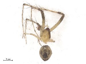  ( - CBG-B18111-H04)  @11 [ ] CreativeCommons - Attribution Share - Alike (2025) CBG Photography Group Centre for Biodiversity Genomics