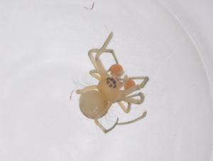  (Alcimosphenus - CBG-B18249-A05)  @11 [ ] CreativeCommons - Attribution Share - Alike (2025) Centre for Biodiversity Genomics Centre for Biodiversity Genomics