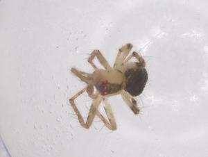  ( - CBG-B18249-F08)  @11 [ ] CreativeCommons - Attribution Share - Alike (2025) Centre for Biodiversity Genomics Centre for Biodiversity Genomics