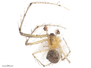  ( - CBG-B24161-G11)  @11 [ ] CreativeCommons - Attribution Share - Alike (2025) CBG Photography Group Centre for Biodiversity Genomics