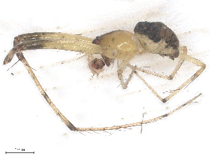  ( - CBG-B24161-H10)  @11 [ ] CreativeCommons - Attribution Share - Alike (2025) CBG Photography Group Centre for Biodiversity Genomics