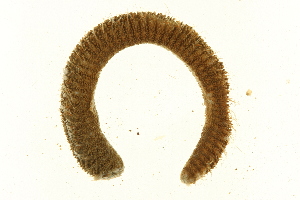  (Pherusa plumosa - TBLABR-008)  @13 [ ] CreativeCommons - Attribution (2009) CBG Photography Group Centre for Biodiversity Genomics