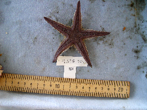  (Astropecten armatus - MTI-SCCWRP-00092)  @13 [ ] CreativeCommons - Attribution Non-Commercial Share-Alike (2009) Cheryl A. Brantley Los Angeles County Sanitation District