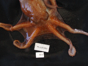  (Octopus californicus - MTI-SCCWRP-00022)  @13 [ ] CreativeCommons - Attribution Non-Commercial Share-Alike (2009) Cheryl A. Brantley Los Angeles County Sanitation District