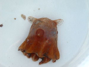  (Opisthoteuthis sp. A - MTI-SCCWRP-00085)  @14 [ ] CreativeCommons - Attribution Non-Commercial Share-Alike (2009) Cheryl A. Brantley Los Angeles County Sanitation District