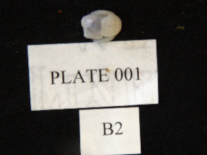  ( - MTI-SCCWRP-00014)  @12 [ ] CreativeCommons - Attribution Non-Commercial Share-Alike (2009) Cheryl A. Brantley Los Angeles County Sanitation District