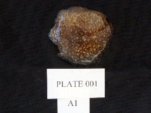  (Pleurobranchaea californica - MTI-SCCWRP-00001)  @11 [ ] CreativeCommons - Attribution Non-Commercial Share-Alike (2009) Cheryl A. Brantley Los Angeles County Sanitation District