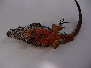  ( - MACN-Bar-Herp-ct 00089)  @12 [ ] Unspecified (default): All Rights Reserved  Unspecified Unspecified