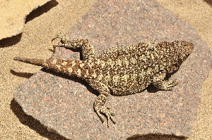  ( - MACN-Bar-Herp-ct 00160)  @13 [ ] Unspecified (default): All Rights Reserved  Unspecified Unspecified