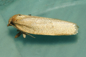  ( - AVBC 1029-11)  @12 [ ] CreativeCommons - Attribution (2011) CBG Photography Group Centre for Biodiversity Genomics