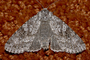  ( - AVBC 623-10)  @13 [ ] CreativeCommons - Attribution (2010) CBG Photography Group Centre for Biodiversity Genomics