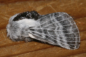  ( - AVBC 721-10)  @13 [ ] CreativeCommons - Attribution (2010) CBG Photography Group Centre for Biodiversity Genomics