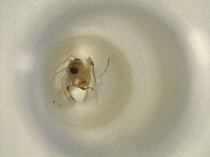  (Argyractis premalis - ONP25-10-E01)  @11 [ ] CreativeCommons - Attribution Share Alike (2025) CBG Photography Group Centre for Biodiversity Genomics