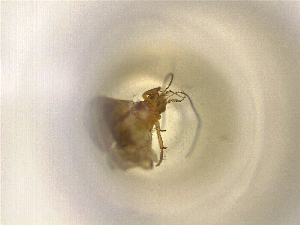  (Thysanopyga divisaria - ONP25-10-F08)  @11 [ ] CreativeCommons - Attribution Share Alike (2025) CBG Photography Group Centre for Biodiversity Genomics
