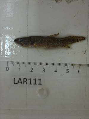  ( - LAR111)  @12 [ ] Copyright  LAR-IBR Unspecified