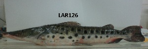  ( - LAR126)  @13 [ ] Copyright  LAR-IBR Unspecified