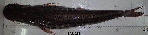  ( - LAR169)  @11 [ ] Copyright  LAR-IBR Unspecified