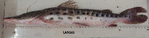  ( - LAR169)  @11 [ ] Copyright  LAR-IBR Unspecified