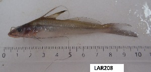  (Pimelodella gracilis - LAR208)  @14 [ ] Copyright  LAR-IBR Unspecified