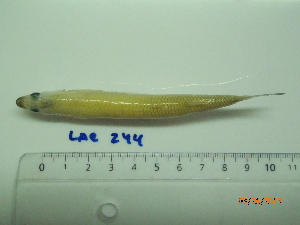  ( - LAR244)  @13 [ ] Copyright  LAR-IBR Unspecified
