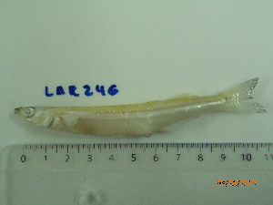 ( - LAR246)  @12 [ ] Copyright  LAR-IBR Unspecified