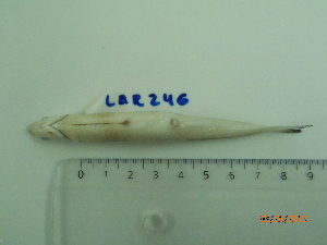  ( - LAR246)  @12 [ ] Copyright  LAR-IBR Unspecified