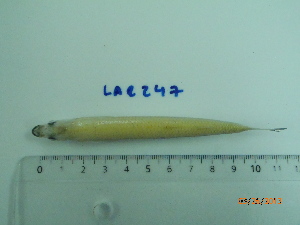 ( - LAR247)  @12 [ ] Copyright  LAR-IBR Unspecified