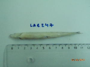  ( - LAR247)  @12 [ ] Copyright  LAR-IBR Unspecified