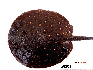  (Potamotrygonidae - LAR312)  @14 [ ] Copyright  LAR-IBR Unspecified
