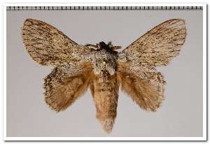  ( - GD-GF0034)  @13 [ ] Copyright (2018) Guy Durand Research Collection of Guy Durand