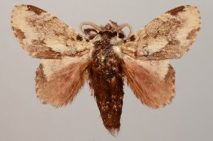  ( - GD-GF0035)  @11 [ ] Copyright (2018) Guy Durand Research Collection of Guy Durand