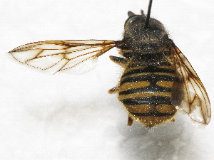  (Criorhina occidentalis - BIOUG28571-F04)  @12 [ ] CreativeCommons - Attribution (2016) Libby Avis Centre for Biodiversity Genomics